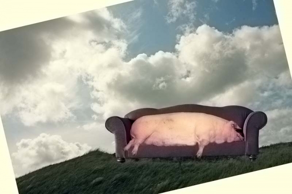 Creation of Pig on sofa: Step 4